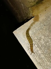 Limacus