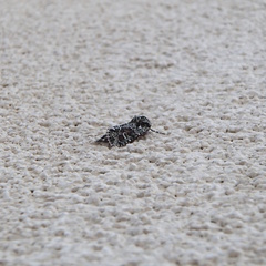 Lacinipolia laudabilis