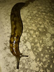 Limacus