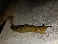Limacus