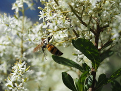 Radumeris tasmaniensis