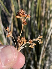 Juncus acutus leopoldii