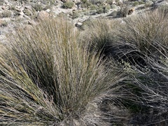 Juncus acutus leopoldii