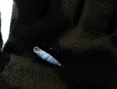 Leucostigma candidescens