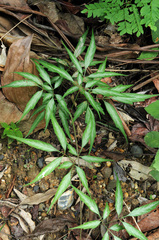 Polypodiaceae