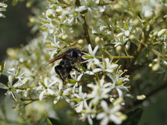 Radumeris tasmaniensis
