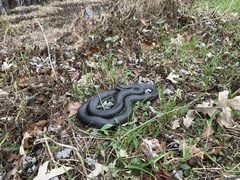 Lampropeltis nigra