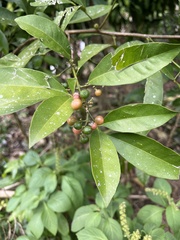 Glycosmis parviflora