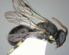 Hylaeus