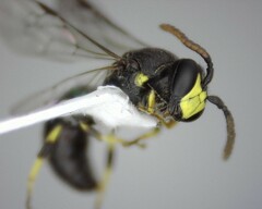 Hylaeus
