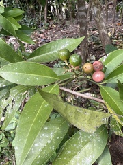 Glycosmis parviflora