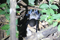 Cyriopagopus lividus