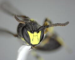 Hylaeus