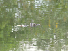 Caiman crocodilus