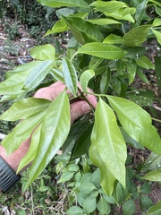 Glycosmis parviflora