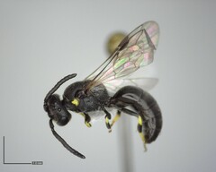 Hylaeus