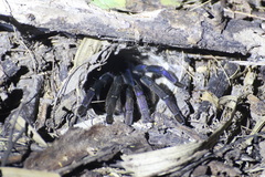 Cyriopagopus lividus