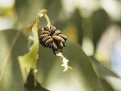 Paropsisterna cloelia