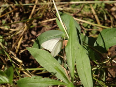 Pieris oleracea