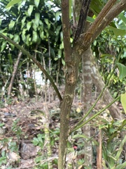 Glycosmis parviflora