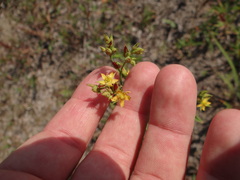 Hypericum canadense