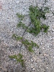Pholistoma auritum arizonicum