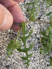 Pholistoma auritum arizonicum
