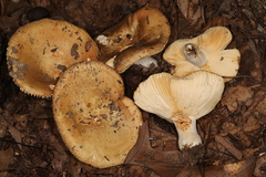 Russula subrubescens