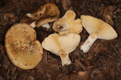 Russula subrubescens