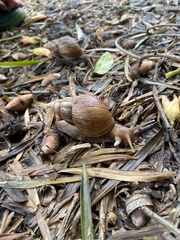 Lissachatina fulica