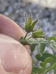Pholistoma auritum arizonicum