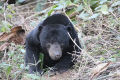Helarctos malayanus malayanus