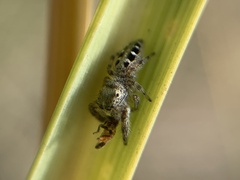 Dendryphantes mordax