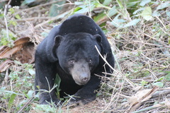 Helarctos malayanus malayanus