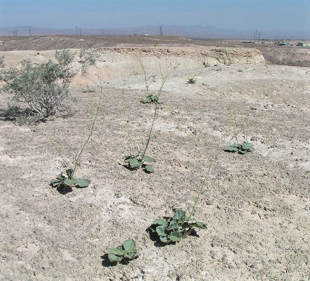 Anulocaulis leiosolenus var. leiosolenus