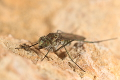 Empidoidea