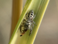 Dendryphantes mordax