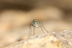 Empidoidea