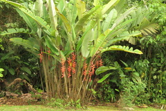 Heliconia pogonantha