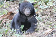 Helarctos malayanus malayanus