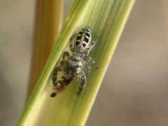 Dendryphantes mordax