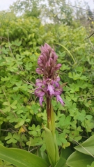 Himantoglossum robertianum