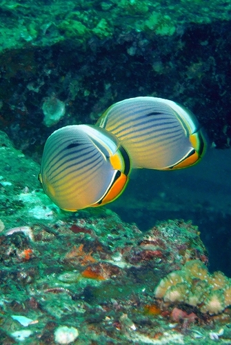 Indian Redfin Butterflyfish — seen at this dive site