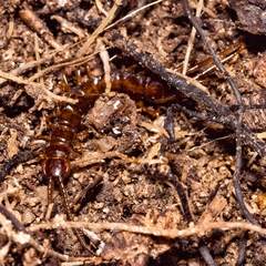 Lithobius variegatus