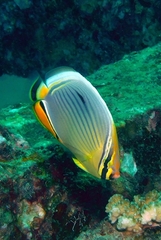 Chaetodon trifasciatus