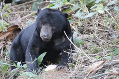 Helarctos malayanus malayanus