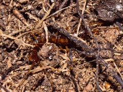Lithobius variegatus