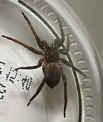 Mituliodon tarantulinus