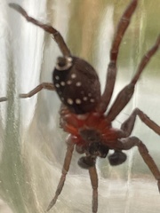 Mituliodon tarantulinus