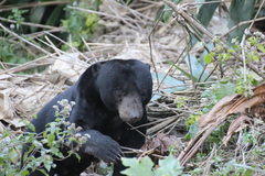Helarctos malayanus malayanus